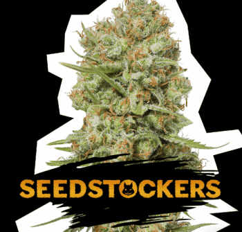 Green Crack (SeedStockers Seeds)