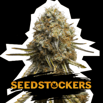 Wedding Glue (SeedStockers Seeds)