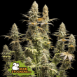 Triton Biscotti Lime (SeedStockers Seeds)