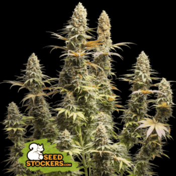 Triton Biscotti Lime (SeedStockers Seeds)