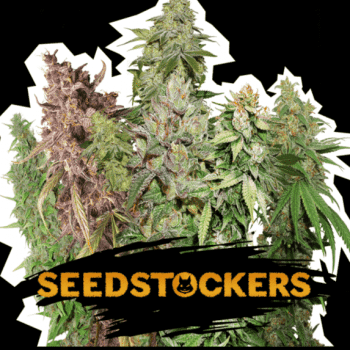 XXL Fem Mix (SeedStockers Seeds)
