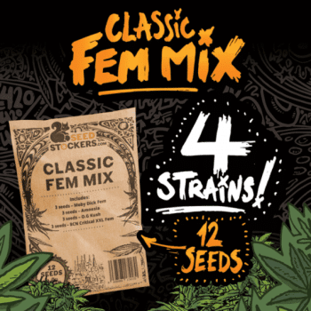 Classic Fem Mix (SeedStockers Seeds)