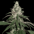 Nicole Cream Auto (SeedStockers Seeds)