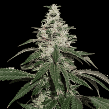 Nicole Cream Auto (SeedStockers Seeds)