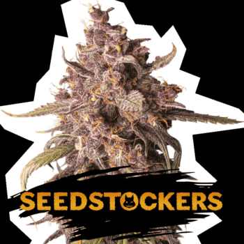 Purple Punch auto (SeedStockers Seeds)