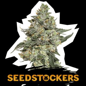 Girl Scout Cookies Auto (SeedStockers Seeds)