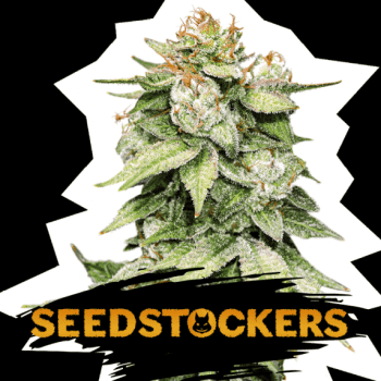 Gorilla Glue Auto (SeedStockers Seeds)