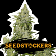 Sherbet Auto (SeedStockers Seeds)