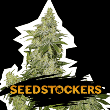 Sherbet Auto (SeedStockers Seeds)