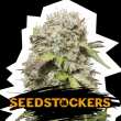 Jack Herer Auto (SeedStockers Seeds)