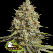 Triton Biscotti Lime Auto (SeedStockers Seeds)