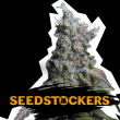 Sour Diesel Auto (SeedStockers Seeds)