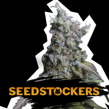 Sour Diesel Auto (SeedStockers Seeds)