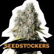 Bruce Banner Auto (SeedStockers Seeds)