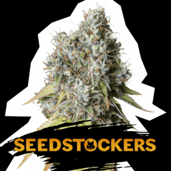 Bruce Banner Auto (SeedStockers Seeds)