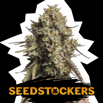 Gorilla Cookies Auto (SeedStockers Seeds)