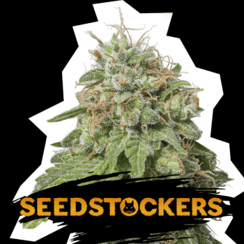 Green Crack Auto (SeedStockers Seeds)