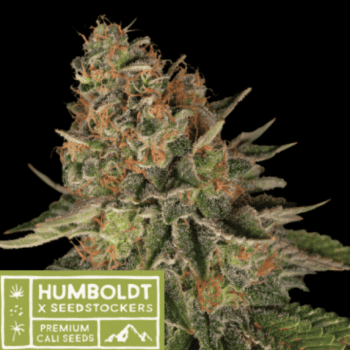 Humboldt superior Blue Moby regular (SeedStockers Seeds)