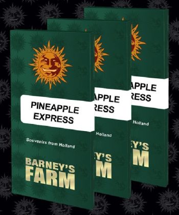 PINEAPPLE EXPRESS (Barneys Farm Seeds)