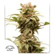 Auto CBG Force (Dutch Passion Seeds)
