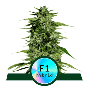 Hyperion F1 Auto (Royal Queen Seeds)