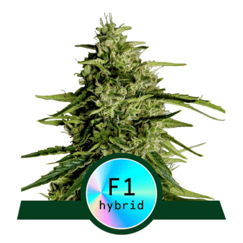 Milky Way F1 Auto (Royal Queen Seeds)