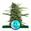 Orion F1 Auto (Royal Queen Seeds)