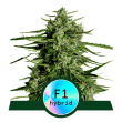Titan F1 Auto (Royal Queen Seeds)