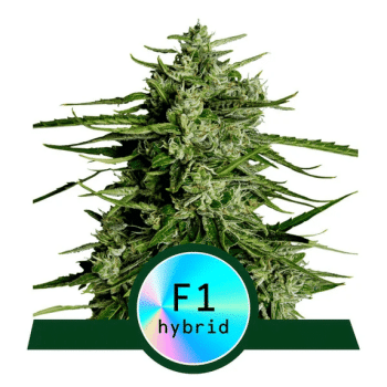 Titan F1 Auto (Royal Queen Seeds)