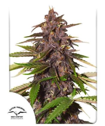 Auto Forbidden Cherry (Dutch Passion Seeds)