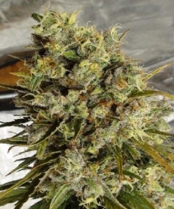 C5 Haze x Kali China LIMITED EDITION (Ace Seeds)