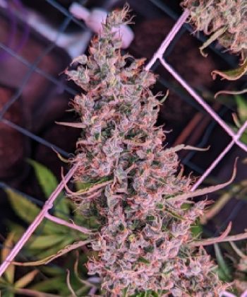 Golden Tiger 3rd Version LIMITED EDITION (Ace Seeds)