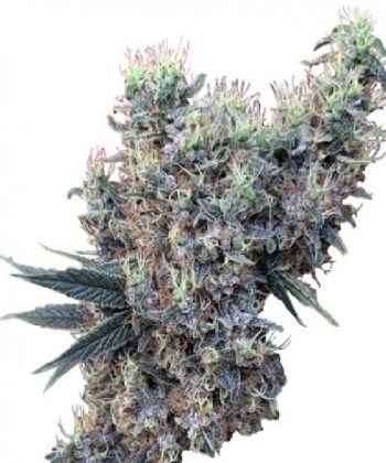 Golden Tiger x Panama LIMITED EDITION (Ace Seeds)