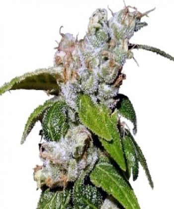 Green Haze 19 A5 LIMITED EDITION (Ace Seeds)