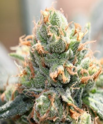 HashTonic LIMITED EDITION  (Ace Seeds)