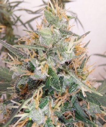 Panama x Malawi (Ace Seeds)