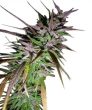 Purple Pakistani Haze (Ace Seeds)