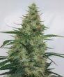 Super Panama Haze (Ace Seeds)