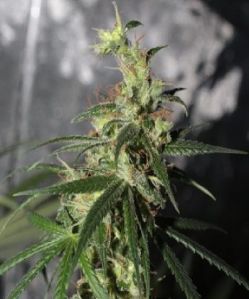 Thai A5 Haze (Ace Seeds)