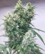 Zenith (Ace Seeds)