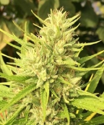 Bubba Kush x PCK (Ace Seeds)