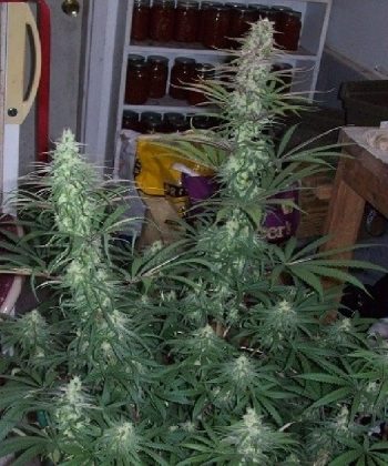 Green Mountain Grape (Ace Seeds)