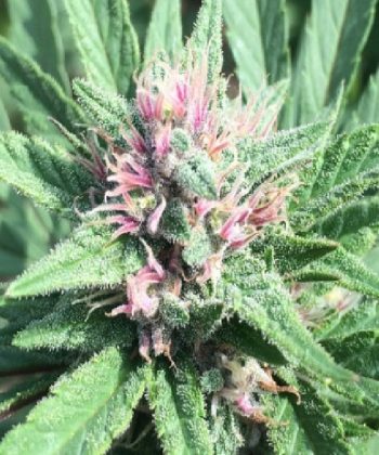 ErdPurt x PCK (Ace Seeds)