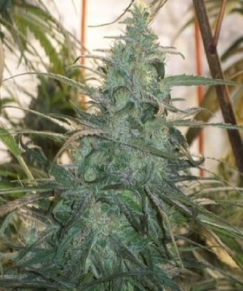 Mountain Gold (Ace Seeds)