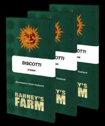 Biscotti (Barneys Farm Seeds)