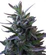 Nepal Mist (Ace Seeds)