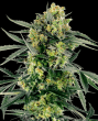 Blueberry Zkittlez Auto (Sensi Seeds Research)