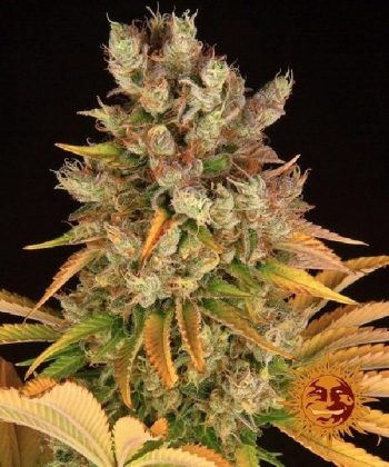 GMO (Barneys Farm Seeds)