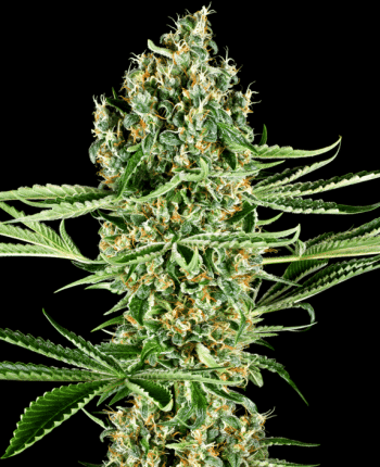 Critical Runtz (Sensi Seeds Research)