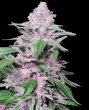 Purple Cookie Kush (Sensi Seeds Research)